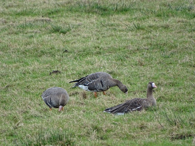 巨星完全有 巨星完全有