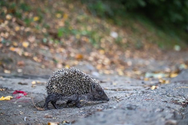 随着赛事日 随着赛事日